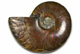 Polished Red Flash Ammonite (Cleoniceras) Fossil - Madagascar #367715-1